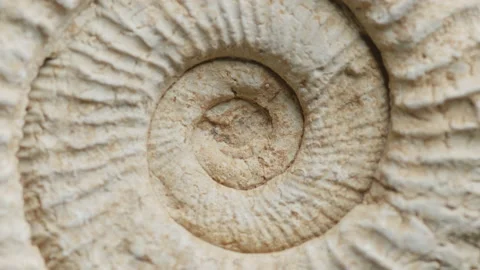 Close up of an ammonite fossil slowly rotating - macro. 4K locked tripod Stock Footage