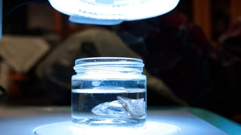 Biology Lab Specimens