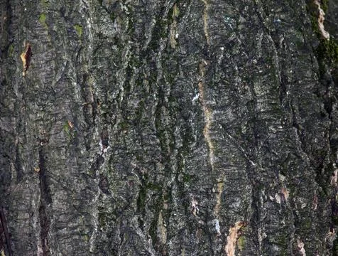 Close-Up of Amur Cork Tree Bark Texture with Moss Stock Photos