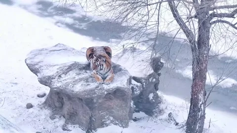 Close Up of Amur Tiger Face 4K Stock-Footage 335076862