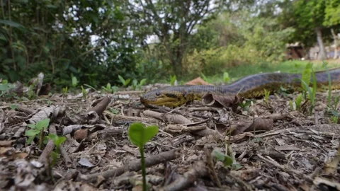Close-up of Anaconda snake, Eunectes murinus, in Pantanal, Brazil. Stock-Footage 128001506