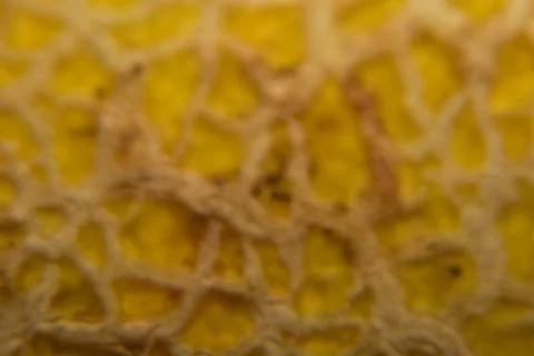 Close up of Ananas melon fruit Photos