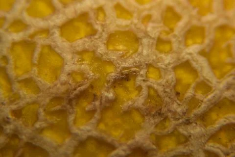 Close up of Ananas melon fruit 库存照片