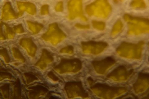 Close up of Ananas melon fruit Stock Photos