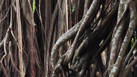 Close up of Ancient Banyan Tree Prop Roots 스톡 동영상 342891834