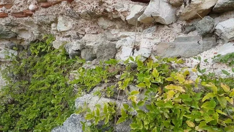 Close-up of ancient Roman wall: stone, brick, plants Vídeos de archivo 97206657