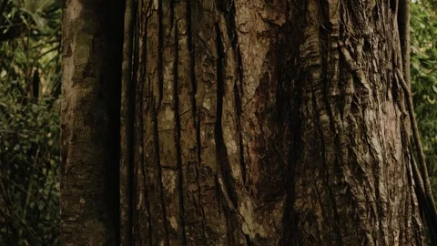 Close-Up of Ancient Tree in Mayan Jungle Rainforest, Peten, Guatemala UNESCO Stock Footage 341064359