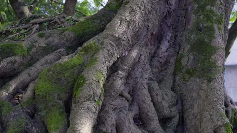 Close-up of ancient tree roots covered with green moss. Stock Footage 330564378