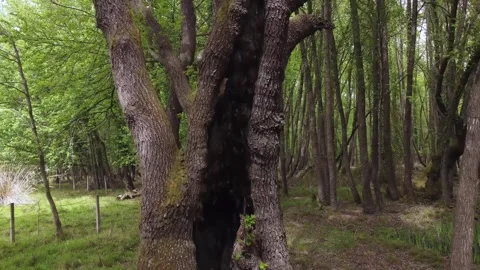 Close-Up of an Ancient Tree Trunk Stock Footage 282929840