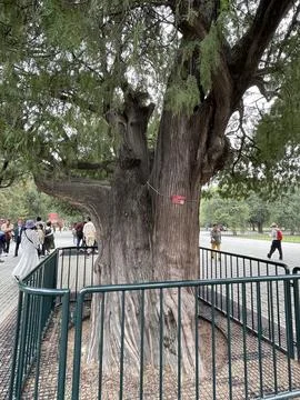 Close-Up of Ancient Tree Trunk in Spring at Temple of Heaven Photos