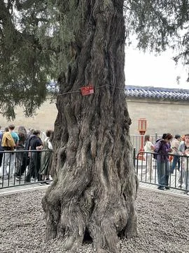 Close-Up of Ancient Tree Trunk in Spring at Temple of Heaven Stock Photos