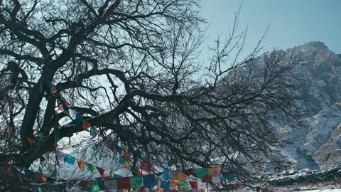 Close-up of ancient trees and prayer flags in the winter sun 스톡 동영상 233589696