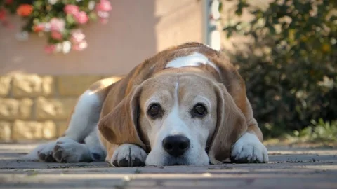 Close-up and bottom view with a beagle dog sitting with its muzzle lying down. Video stock 256166948