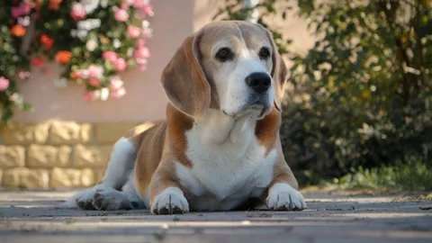 Close-up and bottom view with a beagle dog sitting down and carefully looking. Stock Footage 256166957