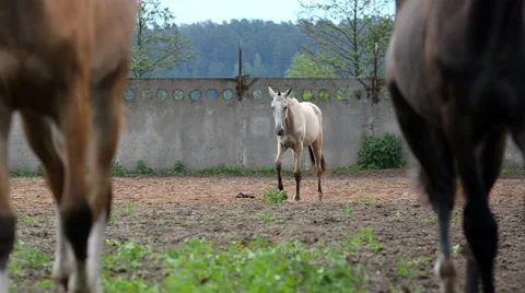 Close and far plan of horses walking in different directions Stock Footage 64629970
