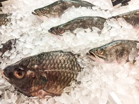 Close up and high angle of Fresh Fishes on cold ice in supermarket and fresh Stock Photos
