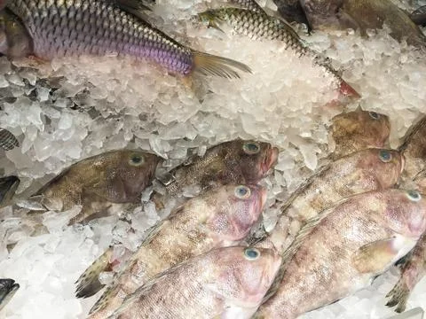Close up and high angle of Fresh Fishes on cold ice in supermarket and fresh Stock Photos