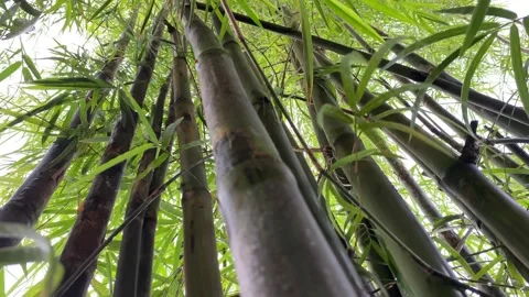 Close up and low view of bamboo tree trunks and leaves blowing in the breeze Stock Footage 228840335