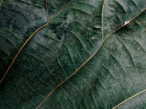 Close up and macro of leaf; fine details and very high-res for backgrounds. Stock Photos