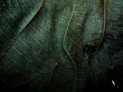 Close up and macro of leaf; fine details and very high-res for backgrounds. Stock Photos
