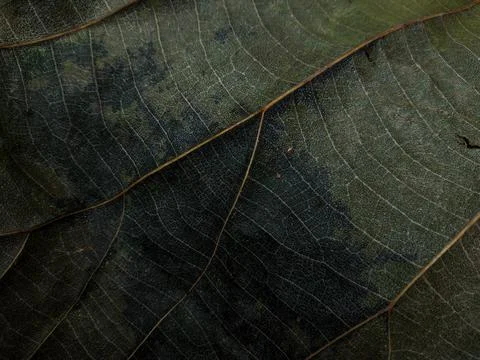 Close up and macro of leaf; fine details and very high-res for backgrounds. Stock Photos