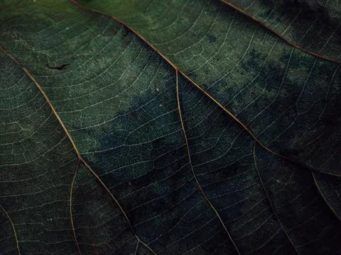 Close up and macro of leaf; fine details and very high-res for backgrounds. Stock Photos