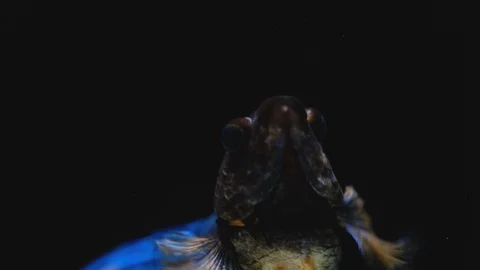 Close up and macro shot of head and front fin of blue fighting betta fish Stock Footage 128725469
