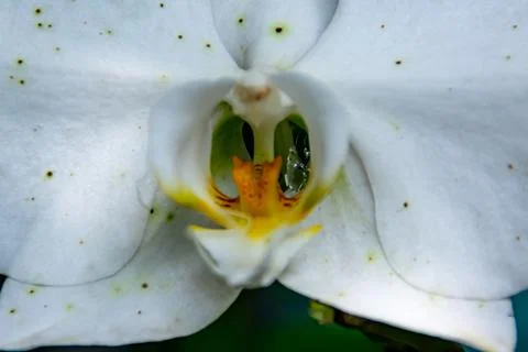 Close-up and macro view of pollen and pistil of the beautiful detail of white Stock Photos