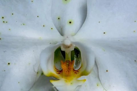 Close-up and macro view of pollen and pistil of the beautiful detail of white Stock Photos