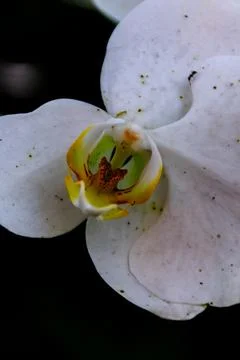 Close-up and macro view of pollen and pistil of the beautiful detail of white Stock Photos