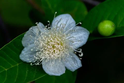 Close-up and macro view of white blooming cherry flower show the detail of po Stock Photos
