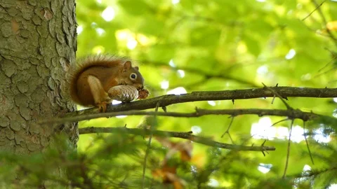 Close and medium shots of squirrel holding pine cone to feed from it Stock Footage 114669561