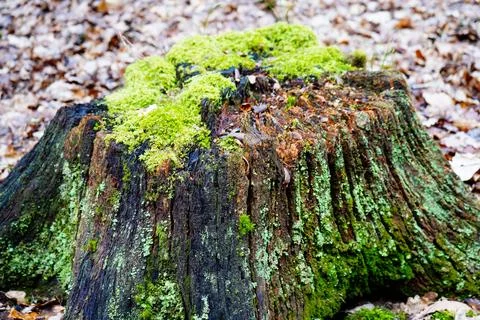 Close up of and old tree stump covered in moss Stock Photos