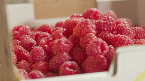 Close up and pan of freshly picked raspberries in carton Stock Footage 134121152
