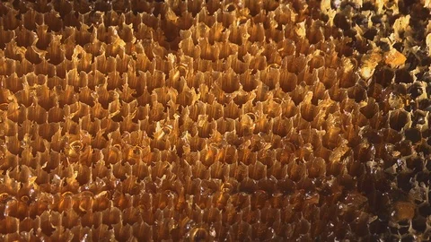 Close up and panning of the hexagonal cells of a honeycomb. Stock Footage 126639553