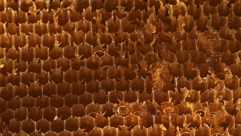 Close up and panning of the hexagonal cells of a honeycomb. Stock Footage 126639624