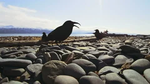 Up Close and Personal with a Pecking Crow - low Stock Footage 22422848