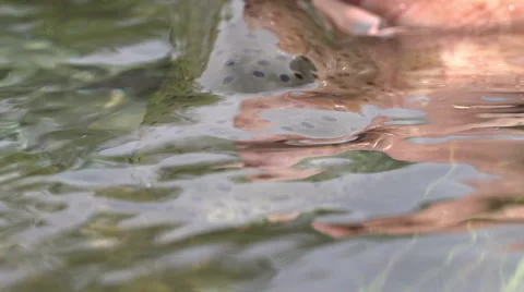 Up close and personal with a rainbow trout Stock Footage 40647974