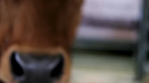 A close and personal view of a farm animal in a barn The Intimacy of the Farm Video stock 316820650