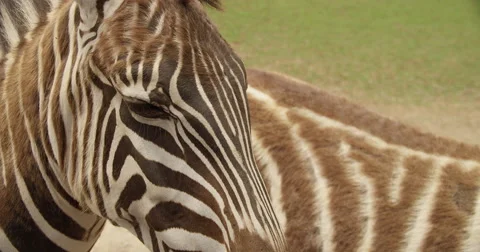 Up Close and Personal With A Zebra Stock Footage 50983576