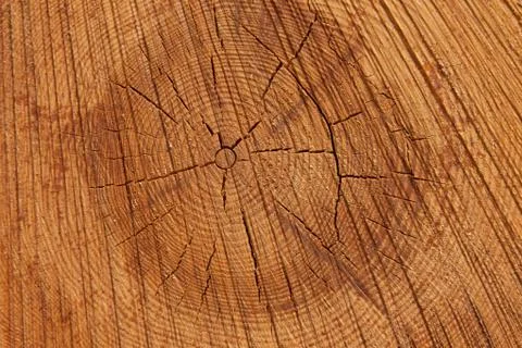 Close up of and pine tree Stock Photos