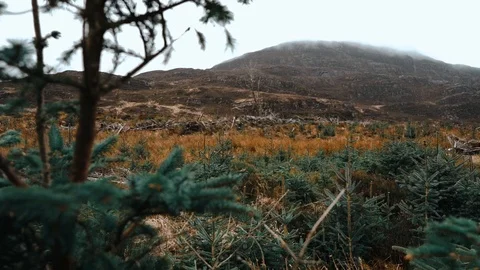 Close up and push forward of pine tree with mountain backdrop Stock Footage 106018096