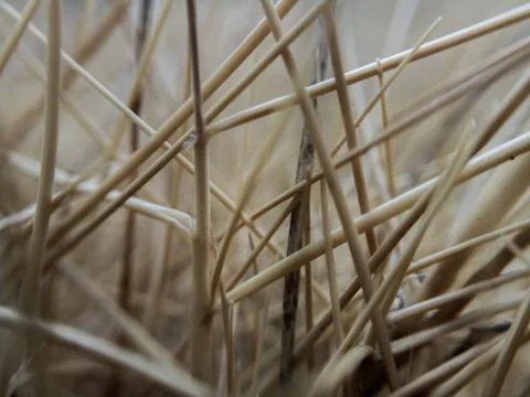 Close up and selective blurred focus about dried grass Stock Photos