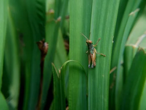 Close up and selective blurred focus the grashopper perching on the green gra Stock Photos