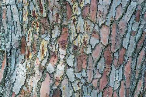 Close-up and selective focus of bark of old large tree Stock Photos
