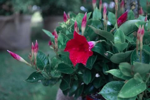 Close up and Selective focus of exotic red dipladenia or mandevilla flower with Stock Photos