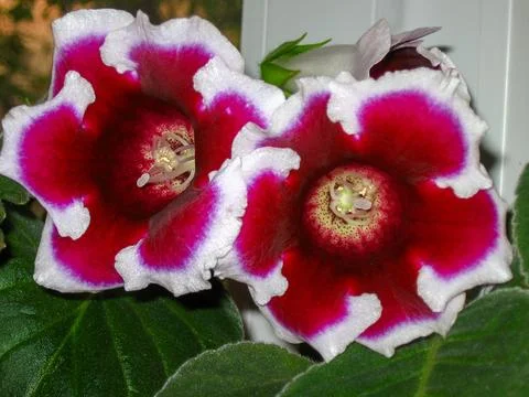 Close up and selective focus of fresh Gloxinia white edged flowers with green Stock Photos