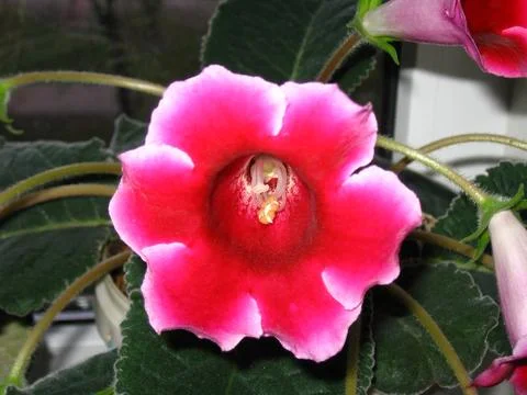Close up and selective focus of fresh Gloxinia white edged flowers with green Stock Photos