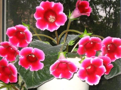 Close up and selective focus of fresh Gloxinia white edged flowers with green Stock Photos