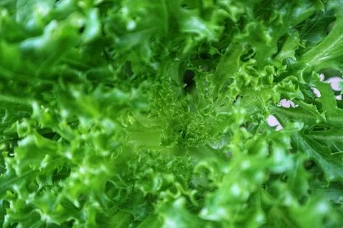 Close up and selective focus of fresh green leaf lettuce with curly texture. Stock Photos